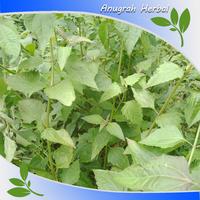 Gambar Daun Marenggo - Kirinyuh Segar 1 Kg Bersih Herbal alami - 500 gr dari ANUGRAH HERBAL91 undefined 4 Tokopedia