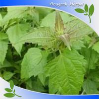 Gambar Daun Marenggo - Kirinyuh Segar 1 Kg Bersih Herbal alami - 500 gr dari ANUGRAH HERBAL91 undefined 3 Tokopedia