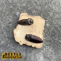 Gambar Kumbang peliharaan Oxynopterus audouini dari BeetleIndonesia undefined 2 Tokopedia