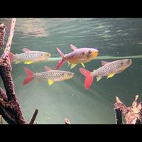 Gambar Ikan Hias Pink Tail / Ikan Tankmate Predator dari BODROY AQUATIQ undefined 1 Tokopedia