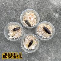 Gambar Kumbang peliharaan Oxynopterus audouini dari BeetleIndonesia undefined 3 Tokopedia