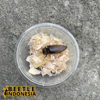 Gambar Kumbang peliharaan Oxynopterus audouini dari BeetleIndonesia undefined 4 Tokopedia