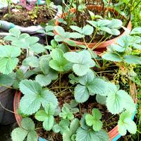 Gambar Strawberry Pineberry Putih Bibit Tanaman dari Ruby Plants undefined 3 Tokopedia