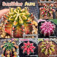 Gambar Benih Bibit Biji - Cactus Gymnocalycium Hybrid Thailand Kaktus Langka Sultan Rare Seeds - Tersedia 41 Varian Jenis - ORIGINAL IMPORT THAILAND - DayDream dari Anak Pohon undefined 1 Tokopedia