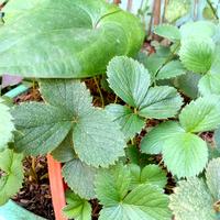 Gambar Strawberry Pineberry Putih Bibit Tanaman dari Ruby Plants undefined 2 Tokopedia