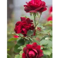 Gambar tanaman bunga mawar merah + pot dari tosen&cer undefined 3 Tokopedia