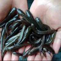 Gambar bibit gabus brkwalitas isi50e dari plangi ikan hias undefined 1 Tokopedia