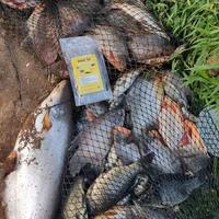 Gambar Umpan Pelet Segala Jenis Ikan dari Best AR undefined 3 Tokopedia