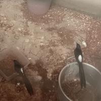 Gambar burung murai batu sepasang dari Bird Ornamental undefined 1 Tokopedia