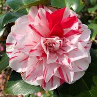 Gambar Tanaman Hias Camelia Japonica Bicolor dari omahbibit.id undefined 1 Tokopedia