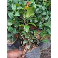 Gambar Tanaman Hias Camelia Japonica Bicolor dari omahbibit.id undefined 2 Tokopedia
