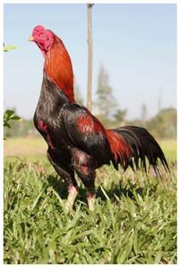 Gambar MULTIVITAMIN AYAM LAMPAM SUPER MEGA RED 747 100 BUTIR TENAGA EXTRA dari Fajarligarshop undefined 2 Tokopedia