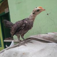 Gambar ayam ketawa anakan. jantan dari smoga berkah jaya undefined 4 Tokopedia