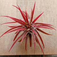 Gambar Tillandsia Ionantha Fuego Air Plant dari Agave Kenan undefined 2 Tokopedia