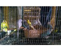 Gambar parkit lokal pilihan banyak pilihan dari Anggasp25 undefined 2 Tokopedia