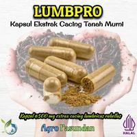 Gambar obat demam typus cacing tanah Lumbricus rubellus dijamin ASLI dari Agro Pasundan undefined 1 Tokopedia