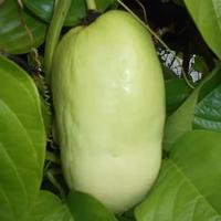 Gambar Tanaman Buah Markisa Jumbo / Giant Passion Fruit Plants / Pasiflora / Chanh Leo / Passiflora edulis dari Rocketfield Plantary undefined 2 Tokopedia