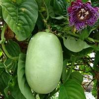 Gambar Tanaman Buah Markisa Jumbo / Giant Passion Fruit Plants / Pasiflora / Chanh Leo / Passiflora edulis dari Rocketfield Plantary undefined 1 Tokopedia
