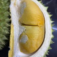 Gambar Durian Sidikalang jatohan utuh dan bulat dari DURIAN PANGERAN 44 undefined 2 Tokopedia