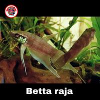 Gambar Wild Betta Raja (Sepasang) - L dari PRESIO BETTAFISH undefined 1 Tokopedia