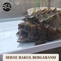 Gambar Alligator Snapping Turtle dari Kuromo undefined 2 Tokopedia
