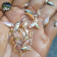 Gambar bibit ikan nila merah berkualitas paket isi 100 ekor dari Adul farm_NEW undefined 3 Tokopedia