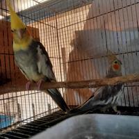 Gambar Falk Australia Sepasang dari Falk & Serama Jakabaring undefined 2 Tokopedia