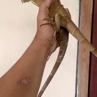 Gambar Iguana Red Juvenile Minus ekor putus Random dari raalreps undefined 5 Tokopedia