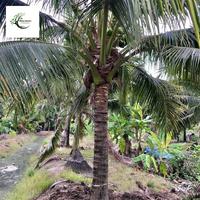Gambar pohon kelapa hijau Wulung / tinggi pohon 2 meter batang keras / tersedia yang belum berbuah dan yang sudah berbuah dari abassy nursery undefined 1 Tokopedia
