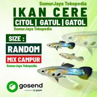 Gambar Ikan Cere Hidup Ukuran Random Campur Besar Tanggung Sedang Dan Kecil. Ikan Gatul Ikan Citul Ikan Gatol Pakan Ikan Predator Air Tawar (Oscar, Pbas, Arwana, Lele Amazone, Catfish, Kerapu, Louhan, Alligator, Kura Kura Air, Pemakan Ikan Lainnya dari Halokas Fish Store undefined 1 Tokopedia