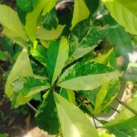 Gambar Tanaman hias Variegata bagus cantik uniq langka dari mayongraya bonsai undefined 2 Tokopedia