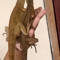 Gambar Iguana Red Juvenile Minus ekor putus Random dari raalreps undefined 3 Tokopedia