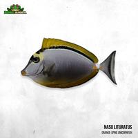Gambar Ikan hias laut Naso Bali  - Naso lituratus dari Dunia Anura 99 undefined 1 Tokopedia