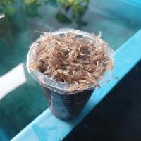Gambar Udang Sawah 1 Gelas Aqua Full Hidup Udang Kecil Pakan Ikan Predator dari Halokas Fish Store undefined 4 Tokopedia