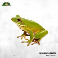 Gambar Litoria infrafrenata (White lip tree frog) dari Dunia Anura 99 undefined 1 Tokopedia