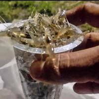 Gambar Udang Sawah 1 Gelas Aqua Full Hidup Udang Kecil Pakan Ikan Predator dari Halokas Fish Store undefined 1 Tokopedia