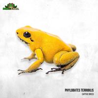 Gambar Phyllobates terribilis bicolor dari Dunia Anura 99 undefined 1 Tokopedia