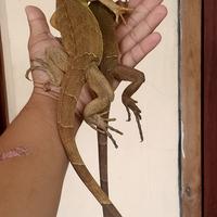Gambar Iguana Red Juvenile Minus ekor putus Random dari raalreps undefined 2 Tokopedia