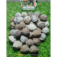 Gambar Muncang Adu Anak Mayit Jawa Amj Original dari marghashop undefined 3 Tokopedia
