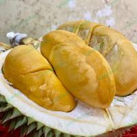 Gambar durian import blackthorn BERGARANSI/ durian black thorn premium 1 buah dari rumindonesia undefined 3 Tokopedia