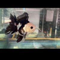 Gambar ikan koki oranda panda goldfish 9cm++ dari UcuGoldfish undefined 1 Tokopedia
