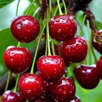 Gambar (KEMASAN PREMIUM) BIJI/BENIH TANAMAN RED CHERRY (isi-+10 butir) dari Clarissa Garden99 undefined 4 Tokopedia