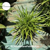 Gambar Licuala sp Papua Dwarf real pictures dari Green_house rare palm undefined 5 Tokopedia