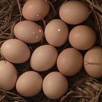 Gambar Telur Ayam Phanat (Bangkok Selatan) cros Pakhoy dari Sidomesem undefined 3 Tokopedia