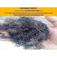 Gambar Jual Rumput Laut Cottoni, Sargassum, Gracilaria, Spinosum Surabaya dari Riccardon undefined 2 Tokopedia