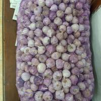Gambar Bawang Putih Tunggal/Bawang Lanang Tunggal Import Jumbo 1KG - Uk.2,5cm(J) dari EYKAYUN SHOPES undefined 3 Tokopedia