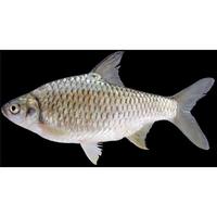 Gambar Hiasan Aquarium BADER / TAWES | (KHUSUS INSTAN) dari mahkotafish undefined 2 Tokopedia
