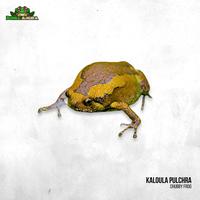 Gambar Kaloula pulchra (Chubby frog) dari Dunia Anura 99 undefined 1 Tokopedia