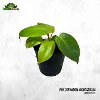 Gambar Tanaman Vivarium Philodendron Microsticum dari Dunia Anura 99 undefined 1 Tokopedia