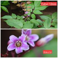 Gambar Lensa Olympus Zuiko 12-50mm F3.5-6.3 EZ ED MSC  MFT micro 4/3 mount cocok utk LUMIX dari win59a undefined 5 Tokopedia